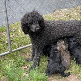 Goldendoodle, Miniature Schnauzer, and Poodle Puppies from 501Doodles