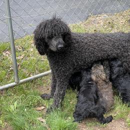 Goldendoodle, Miniature Schnauzer, and Poodle Puppies from 501Doodles