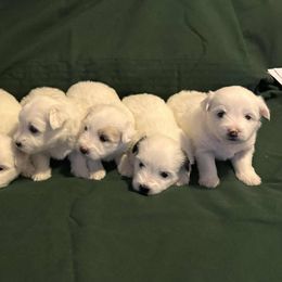 Coton de Tulear puppies from Sterling’s Sweet Cotons