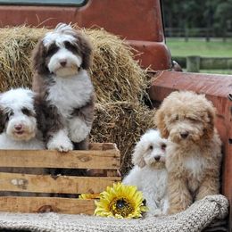 Australian Labradoodles from Triangle Trained Australian Labradoodles
