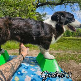 Girl 3 - Black and white female Cardigan Welsh Corgi puppy in Natchitoches. La, Louisiana from Bleu Bayou Corgis