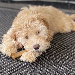 DF9041 - Caramel cream female Australian Labradoodle puppy in Easley, South Carolina from Royal Diamond Labradoodles