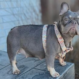 Bella - French Bulldog