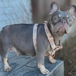 Bella - French Bulldog