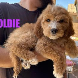Goldie - Female - Red female Bernedoodle puppy in Peoria, Arizona from Wroth's Pawsibilities