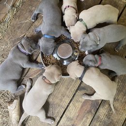 American Bully Puppies from South Georgia Pitbull & Bully Kennel
