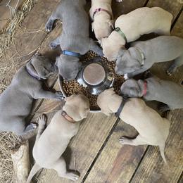 American Bully Puppies from South Georgia Pitbull & Bully Kennel