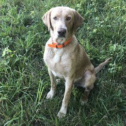 Nocks - Labrador Retriever