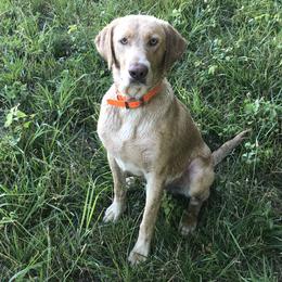 Nocks - Labrador Retriever