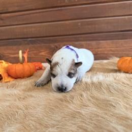 Girl 2 - female Australian Cattle Dog puppy in Nevada, Missouri from Back Road Dog Company, LLC
