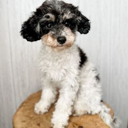 Rigatoni - Black tri-color male Assorted Doodle Crosses puppy in Arlington, Washington from Doodle Love Laugh
