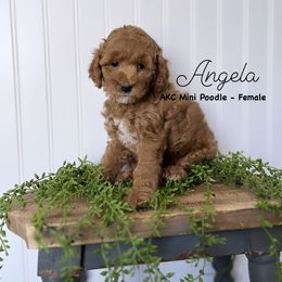 Bernedoodle, Cavapoo, Goldendoodle, and Poodle Puppies from Gypsi Doodles & Poodles