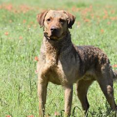 Chesapeake Bay Retrievers from Rivertown Retreivers