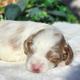 Fernando - White male Cavapoo puppy in Dothan, Alabama from Farquharson's Poodles&Doodles