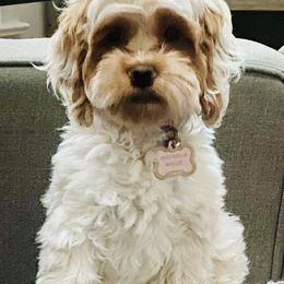 Cockapoo Puppies from Lulu's Cockapoos
