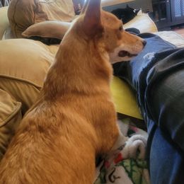 Poppy - Pembroke Welsh Corgi
