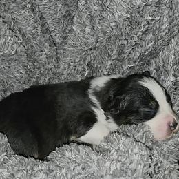 You can name her but we call her blaze - Black tri-color female Australian Shepherd puppy in Lebanon, Oregon from Rockhill Australian Shepherds
