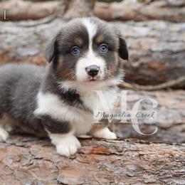 Greyson (Fluffy) - Blue male Pembroke Welsh Corgi puppy in Straughn, Alabama from Magnolia Creek Corgis