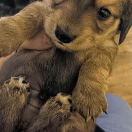 Shaded red boy - Red male Dachshund puppy in Springdale, Washington from TNT MINI DACHSHUNDS