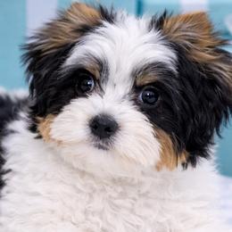 Bijou - Morkie