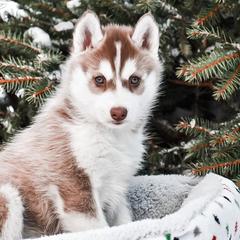 Siberian Husky Puppies from Gallipoli Pine Siberians