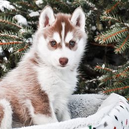 Siberian Husky Puppies from Gallipoli Pine Siberians