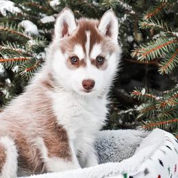 Siberian Husky Puppies from Gallipoli Pine Siberians