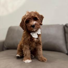 Bear boy - Red  male Goldendoodle puppy in Rio Linda, California from Plush Doodles