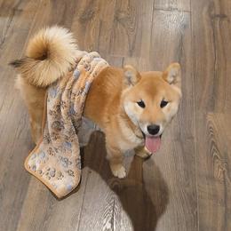Shiba Inu puppies from Rita and Daniel Montgomery - Cedarwood Siberians and Shibas