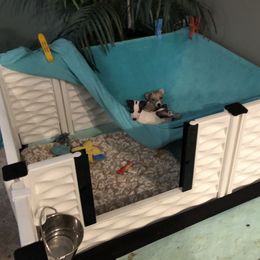 Italian Greyhound Puppies from Candace Morris
