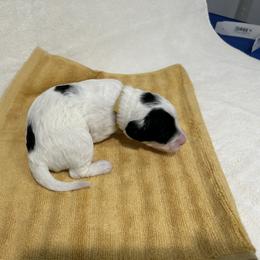 Yellow female is reserved - Black and white female Portuguese Water Dog puppy in Des Moines, Iowa from Stacy's PWD Portuguese Water Dogs