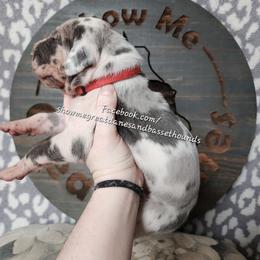 Red Collar - Harlequin male Great Dane puppy in Alton, Illinois from Show Me Great Danes and Basset Hounds