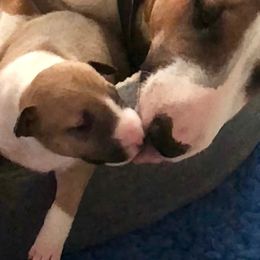 Miniature Bull Terrier Puppies from Tonka Miniature Bull Terriers