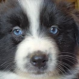 Australian Shepherds from Landon Family Aussies