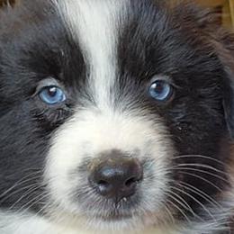 Australian Shepherds from Landon Family Aussies