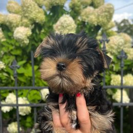 Yorkshire Terrier Puppies from Yorkie Puppies Redwood Ranch