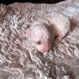 Akc boy - White male Poodle puppy in Fort Worth, Texas from Ashley Ross Toy Poodles (AKC)