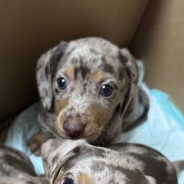 Dachshunds from Bravo Dachshunds