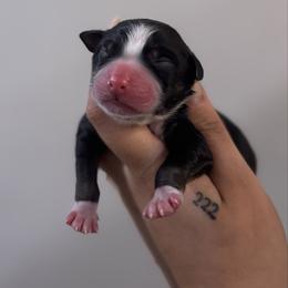 Boy 3 - Black tri-color male Australian Shepherd puppy in Orlando, Florida from Skaky Shepherds