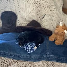 Boy 2 Cash Dark green collar - Black male Anatolian Pyrenees puppy in Clifton, Illinois from Mcginnis Guardian Dogs