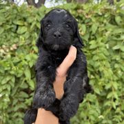 Cristina - Black female Whoodle puppy in Gilbert, Arizona from Gilbert Bernedoodles & Whoodles