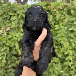 Cristina - Black female Whoodle puppy in Gilbert, Arizona from Gilbert Bernedoodles & Whoodles