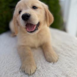 Peach Collar Girl - Golden female Golden Retriever puppy in Salt Lake City, Utah from Deseret Peak Goldens