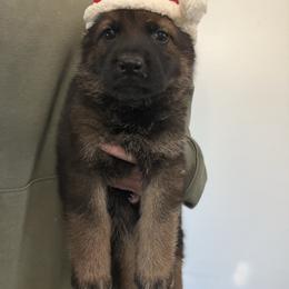 Evergreen - Sable male German Shepherd puppy in Canterbury, Connecticut from Nachtwaechter German Shepherds, LLC