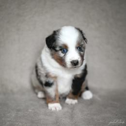 Blue Merle male 1 - Blue merle male Miniature American Shepherd puppy in Rochester, Massachusetts from Anchored Roots Miniature American Shepherds