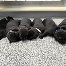 Labrador Retriever Puppies from Wheatland Retrievers