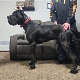 Knox - Great Dane