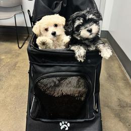 Morkie Puppies from McCormack Morkies