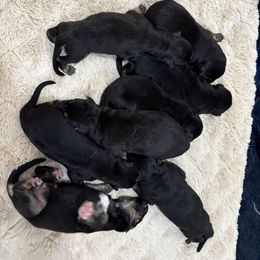 Cupid - Black and tan male German Shepherd puppy in Carbondale, Kansas from Cunningham German Shepherds, LLC