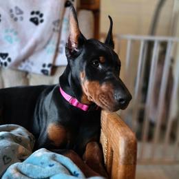 Xena - Black and rust female Doberman Pinscher puppy in Bruce Township, Michigan from Eminent Dobermans